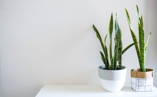 Is It Good to Have Plants in Home?